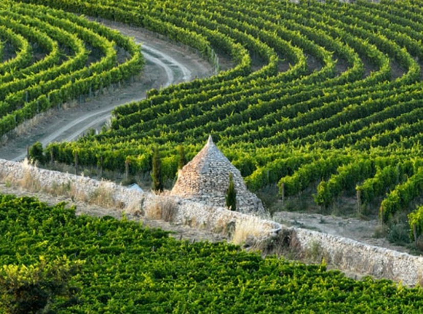 Cantina Amastuola – Salento (Italien)