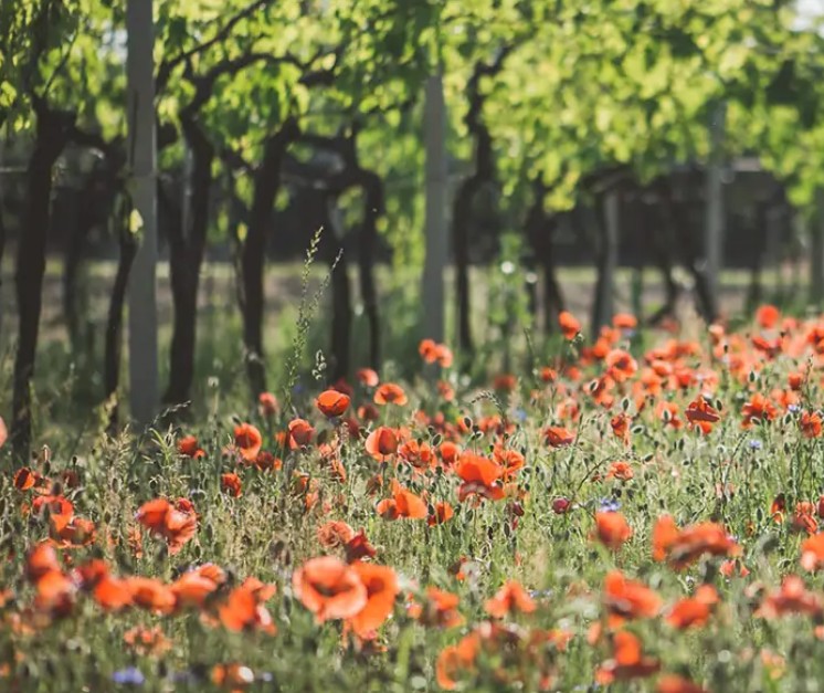 Fasoli – San Zeno di Colognola ai Colli Valpolicella (Italien)