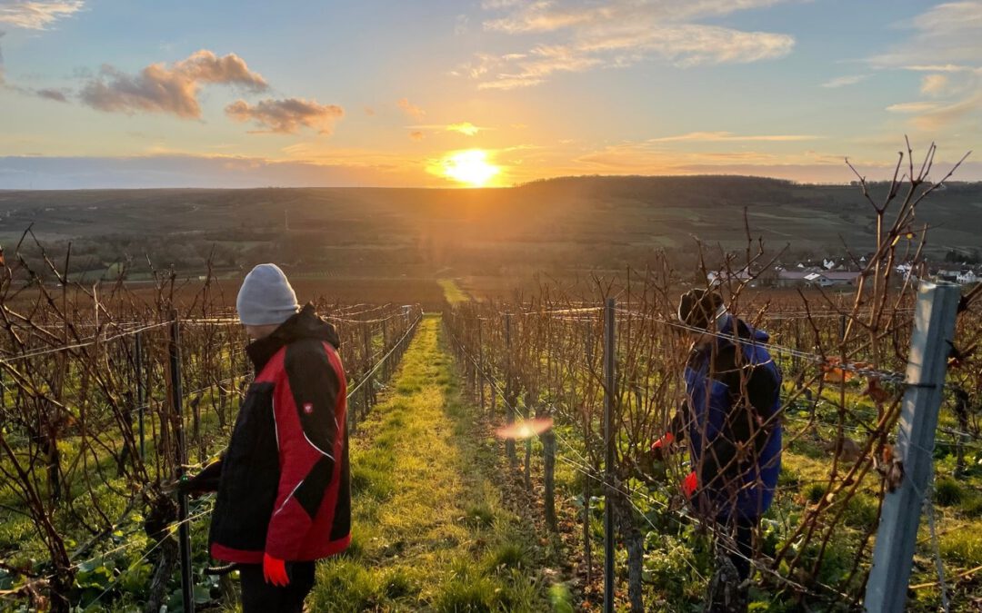 Weingut Baum-Barth – Ingelheim (Rheinhessen)